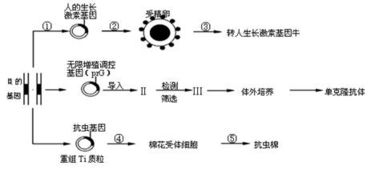 基因工程核心步驟與植物組織培養(yǎng)技術(shù)解析